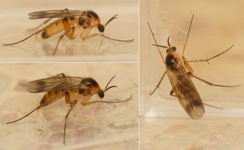 Leia sp.